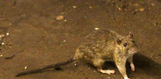 tagmedicina, hantavirus