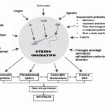 stress-ossidativo-spermatozoi